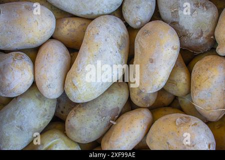 Kartoffelernte aus einem Garten in Deutschland, von Ihnen selbst gepflanzt und geerntet, Hauswirtschaft und Hausgärtnerei Stockfoto