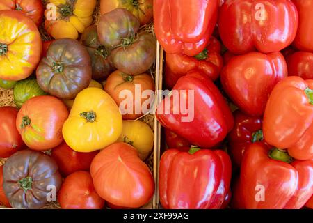 Eine Auswahl an roten Paprika und verschiedenen bunten Tomaten in verschiedenen Formen und Sorten werden zusammen in einer rustikalen Kiste präsentiert. Stockfoto
