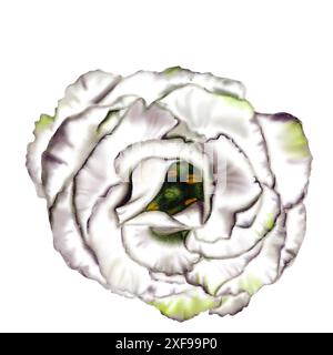 Große Knospen weißer Blüten öffnen. Blick von oben. Lisianthus, Eustoma oder Glockenblume. Weiß mit Grüntönen. Aquarellabbildung. Stockfoto