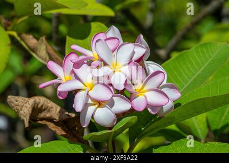 Duftende Frangipani (Plumeria obtusa), Tikehau, Atoll, Tuamotu Archipel, Tuherahera, Rangiroa, Französisch-Polynesien Stockfoto