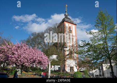 Nikolaikirche mit der kleinen Krone auf dem Turm, links blühende japanische Kirsche (cerasus serrulata), Siegen, Nordrhein-Westfalen Stockfoto