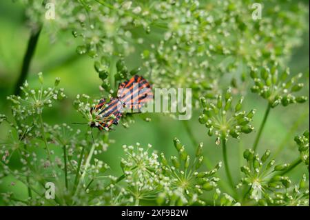 Paarung italienischer Streifenwanzen (Graphosoma italicum) auf einer Kelchblume (Aegopodium podagraria), Bayern, Deutschland Stockfoto