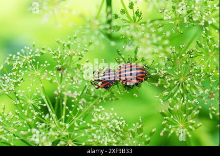 Paarung italienischer Streifenwanzen (Graphosoma italicum) auf einer Kelchblume (Aegopodium podagraria), Bayern, Deutschland Stockfoto