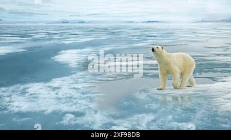 Ein Eisbär (Ursus maritimus) steht auf einer gefrorenen Eisfläche in der Arktis, umgeben von eisigem Wasser unter einem bewölkten Himmel. Grönland Stockfoto