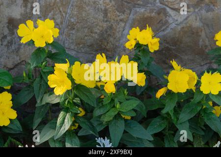 Blumenbeet. Oenothera biennis wächst im Garten. Gelbe Blüten. Stockfoto