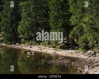 Waldsee mit dicht bewachsenen Ufern und einem ruhigen Pfad am Wasser, umgeben von Bäumen, freudenstadt, Schwarzwald, deutschland Stockfoto