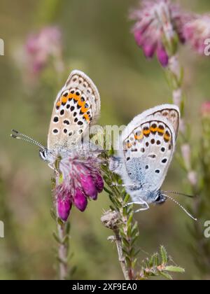 Zwei silberfarbene blaue Schmetterlinge, die sich in Dorset UK paaren Stockfoto