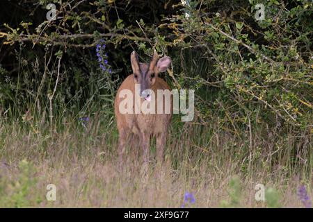 Reeves's Muntjac (Muntiacus reevesi) Norfolk Juni 2024 Stockfoto