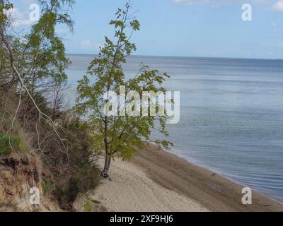 Ein Baum an einem Sandstrand an einer Küste mit ruhigem Meer und klarem blauem Himmel, sopot, ostsee, polen Stockfoto