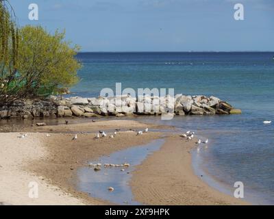 Ein ruhiger Strand mit Möwen und Felsen am Meer, sopot, ostsee, polen Stockfoto