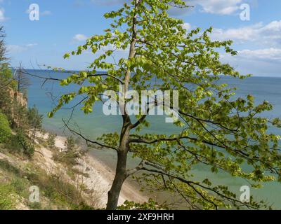 Schlanker Baum an der Küste mit Blick auf das klare blaue Meer unter sonnigem Himmel, sopot, ostsee, polen Stockfoto