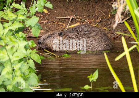 Beaver isst einen Snack am Ufer eines Flusses Stockfoto