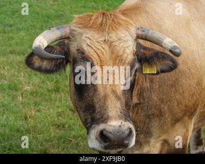 Nahaufnahme des Kopfes eines Bullen mit Ohrmarke, Velen, Nordrhein-Westfalen, Deutschland Stockfoto