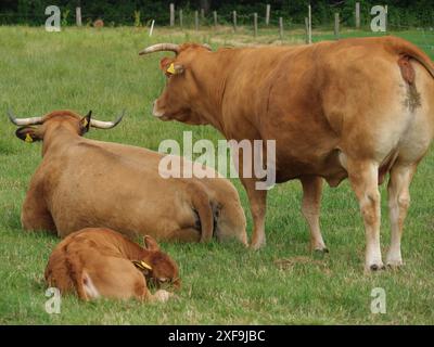 Drei braune Kühe auf einer grünen Wiese, eine liegend, eine stehend, Velen, Nordrhein-Westfalen, Deutschland Stockfoto