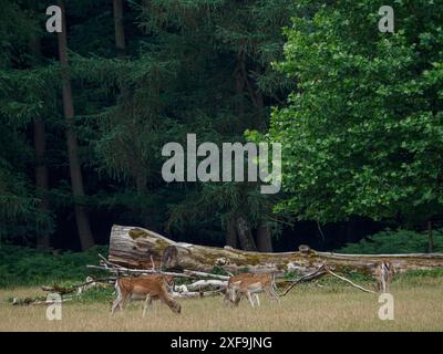 Eine kleine Gruppe von Hirschen weidet in der Nähe von umgefallenen Baumstämmen im Wald, Duelmen, deutschland Stockfoto