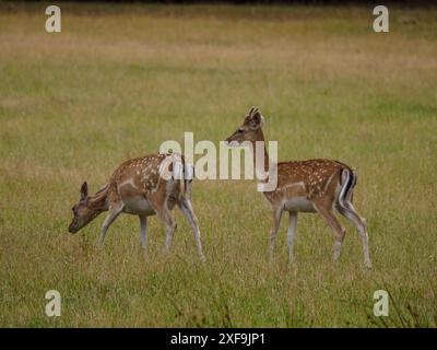 Zwei junge Hirsche, die friedlich auf einer grünen Wiese weiden, Duellmänner, deutschland Stockfoto