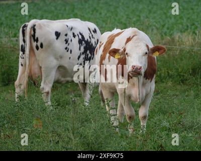 Zwei Kühe, eine weiß mit schwarzen Flecken, die andere braun und weiß, auf einer grünen Wiese, Velen, Nordrhein-Westfalen, Deutschland Stockfoto