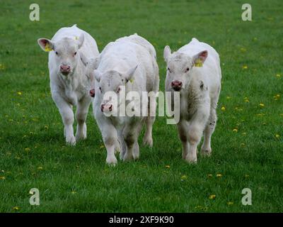 Drei junge Kälber auf einer grünen Weide, borken, münsterland, deutschland Stockfoto