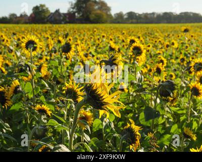 Ein riesiges Sonnenblumenfeld im warmen Herbstlicht, mit einem Haus und Bäumen im Hintergrund, Weseke, Nordrhein-Westfalen, Deutschland Stockfoto