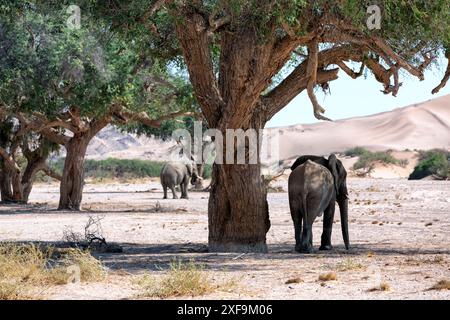 Afrikanischer Elefant (Loxodonta africana), an die Wüste angepasste Elefantenmutter mit Kalb, Spaziergang im trockenen Flussbett, Hoanib-Wüste, Kaokoland, Namibia Stockfoto