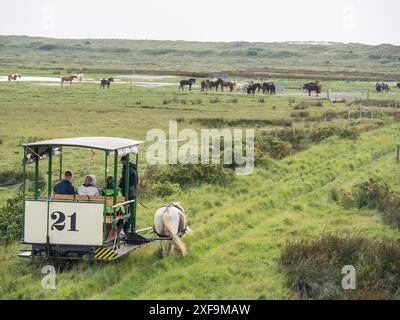 Pferdekutsche fährt durch grüne Wiesen, mehr Pferde weiden im Hintergrund, Spiekeroog, Nordsee, deutschland Stockfoto