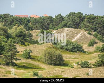 Sanddünen und grasbewachsene Hügel mit Kiefernwald im Hintergrund unter blauem Himmel, Spiekeroog, Nordsee, deutschland Stockfoto