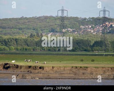 Kuhweide an der Küste mit Stromleitungen im Hintergrund, Tilbury, England, Großbritannien Stockfoto