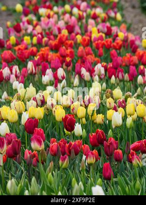 Ein Feld voller farbenfroher Tulpen in verschiedenen Farben im Frühling, urk, niederlande Stockfoto