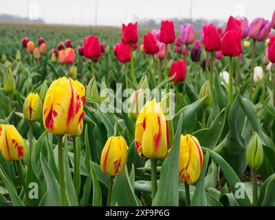 Buntes Tulpenfeld mit verschiedenen Blütenfarben in voller Blüte, urk, niederlande Stockfoto