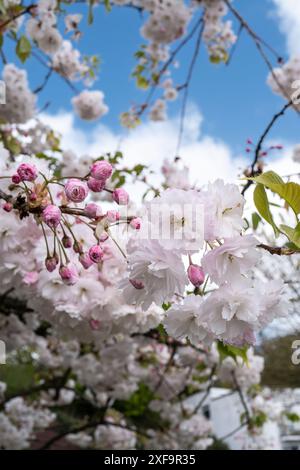 Prunus Shogetsu. Blushing Bride Tree wächst in Newquay in Cornwall, Großbritannien. Stockfoto