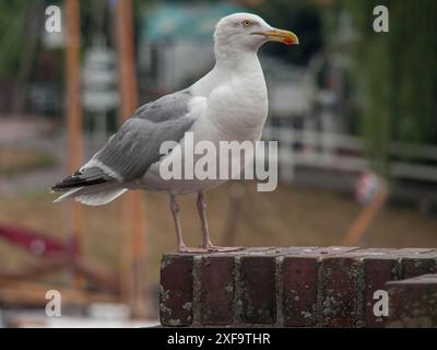 Eine Möwe steht auf einer Ziegelmauer, mit einem Hafen im verschwommenen Hintergrund, carolinensiel, deutschland Stockfoto