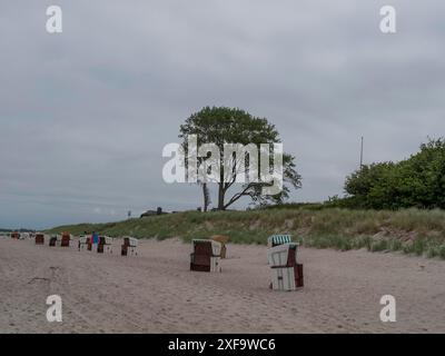 Ein einzelner Baum und mehrere Liegen am Sandstrand unter bewölktem Himmel, ahrenshoop, zingst, Ostsee, Deutschland Stockfoto