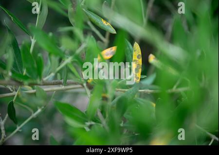 Spilocaea oleaginea verursacht die Krankheit Olivenpfauenfleck, auch bekannt als Olivenblattfleck, Vogelaugenfleck und Olivenschorf auf einem Olivenbaum Stockfoto