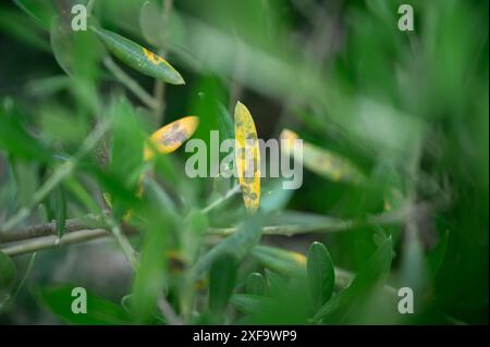 Spilocaea oleaginea verursacht die Krankheit Olivenpfauenfleck, auch bekannt als Olivenblattfleck, Vogelaugenfleck und Olivenschorf auf einem Olivenbaum Stockfoto