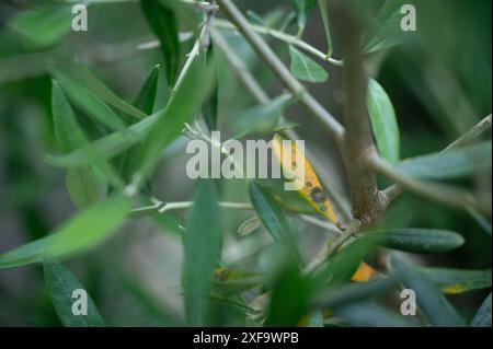 Spilocaea oleaginea verursacht die Krankheit Olivenpfauenfleck, auch bekannt als Olivenblattfleck, Vogelaugenfleck und Olivenschorf auf einem Olivenbaum Stockfoto