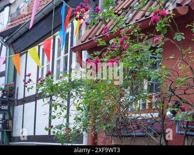 Blühende Blumen und farbenfrohe Fahnen schmücken eine charmante Straße in der Altstadt von Bremen Stockfoto