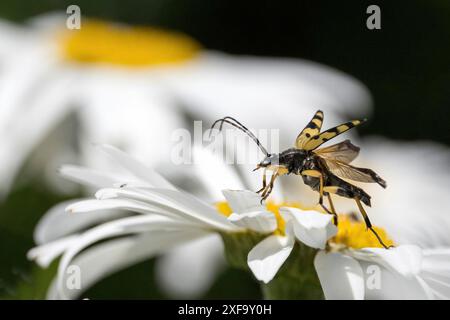 Ein geflecktes Langhorn (Rutpela maculata) mit offenen Flügeln auf einem Gänseblümchen, Hessen, Deutschland Stockfoto