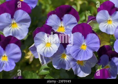 Viola Wittrockiana - oder ein Garten Stiefmütterchen - blaue und lila Blumen Stockfoto