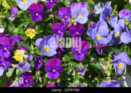 Viola Wittrockiana - oder ein Garten Stiefmütterchen - blaue und lila Blumen Stockfoto