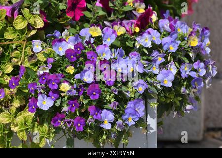 Viola Wittrockiana - oder ein Garten Stiefmütterchen - blaue und lila Blumen Stockfoto