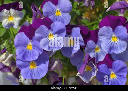 Viola Wittrockiana - oder ein Garten Stiefmütterchen - blaue und lila Blumen Stockfoto