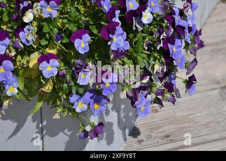 Viola Wittrockiana - oder ein Garten Stiefmütterchen - blaue und lila Blumen Stockfoto