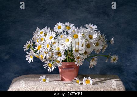 Ein großer Strauß weißer Gänseblümchen in einem rosafarbenen Eimer. Wunderschönes Stillleben Stockfoto