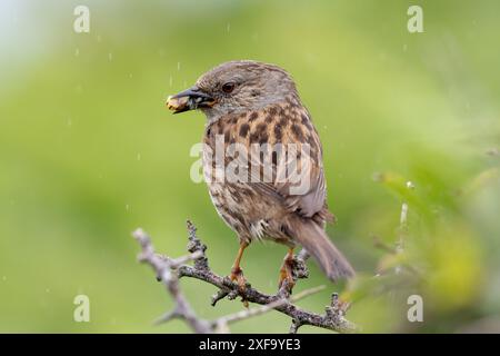 Dunnock, Prunella modularis mit einem Schnabel voller Insekten. Pembrokeshire, Wales, Großbritannien Stockfoto