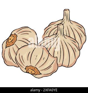 Knoblauch-Vektor-Illustration. Knoblauch auf weißem Hintergrund. Stock Vektor