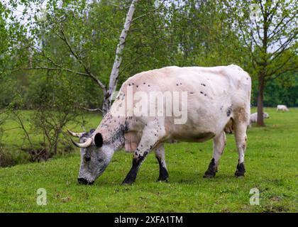 Eine weiße Kuh weidet auf einer grünen Wiese mit frischem, üppigem Gras. Eine Kuh grast draußen auf dem Land. Stockfoto