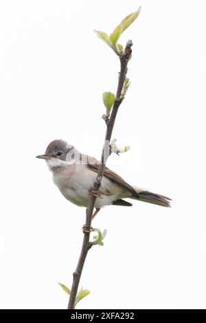 Common Greater Whitethroat (Sylvia communi) Norfolk Mai 2024 Stockfoto