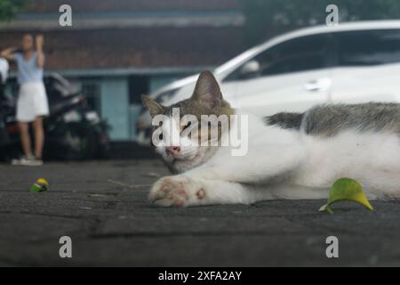 Weiße graue Katze liegend, während sie mit einem Finger kotzte Stockfoto