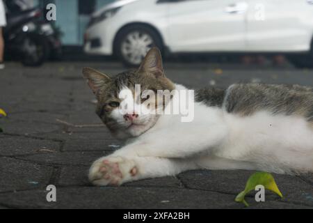 Weiße graue Katze liegend, während sie mit einem Finger kotzte Stockfoto