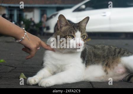 Weiße graue Katze liegend, während sie mit einem Finger kotzte Stockfoto